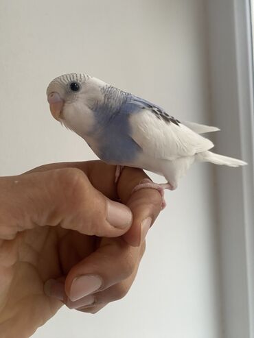 Tutuquşları: Valnis balaları satılır ətraflı məlumat üçün vasapa yazın Birdəki — 9