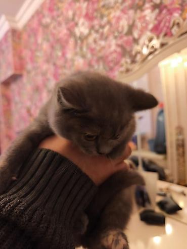 Pişiklər: Britan — 9