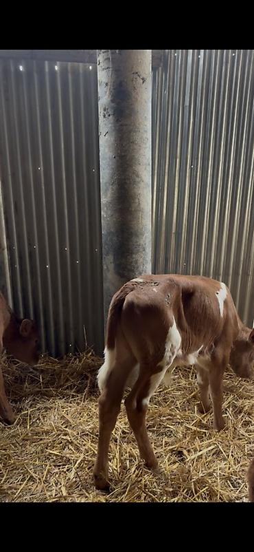 Dana, buzov: Satışda: dana balaları - Növ: yerli cins ətlik/südlük istiqamətə — 4