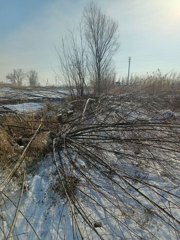 Строительные леса, стойки: Продаю дерьево. Боз үйгө уук, кереге жана түндүк жасаганга уук тал