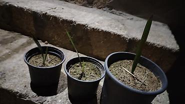 bitki toxumlari: Məhsul: Xurma (palma) fidanları – qablarda Təsvir: - Qara plastik — 4