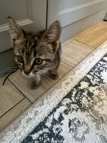 шотладская кошка: Котёнок-Компактный, стройный, активный и любознательный любит — 4