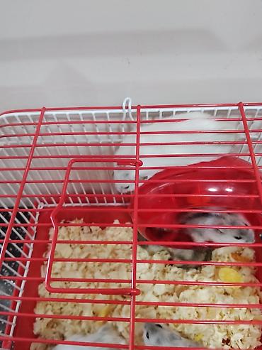 Зоотовары: Cırtdan hamsterlər – qəfəs və aksesuarları ilə Məhsul təsviri: - — 9