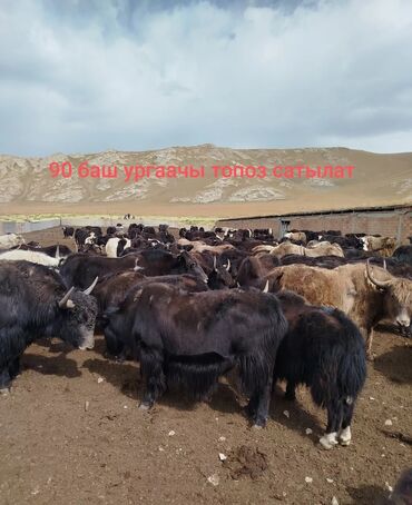 домик для собака: Ургаачы тубар топоздор сатылат 90 баш