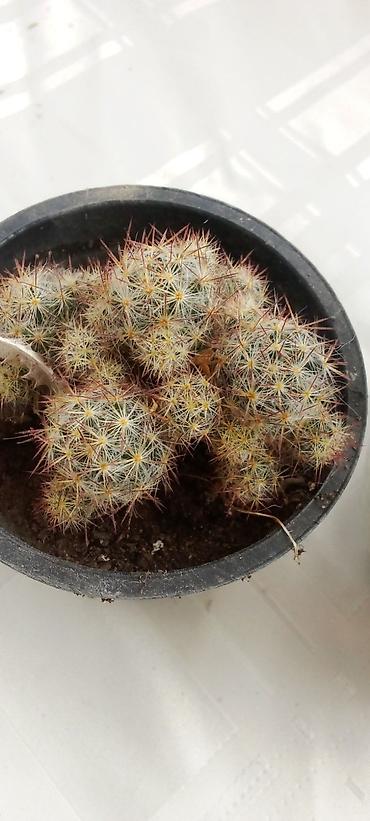 Kaktus: Kaktusi — 7