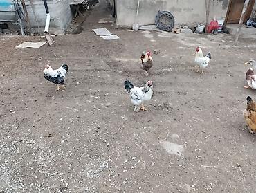 Куры, петухи: Продаю | Петух | Для разведения — 2