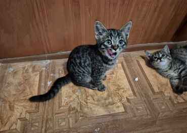 купить собаку немецкую овчарку: Мальчик