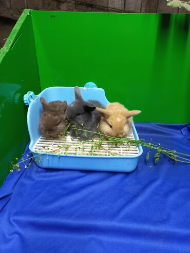 Кемирүүчүлөр: Крольчата карликовые веслоухие. 1,5 месяца 2,5месяца . все