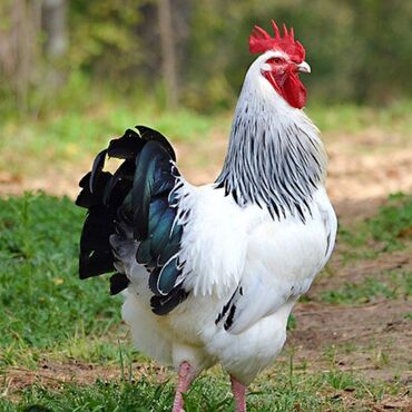 Птицы: Адлерские куры яйцо продаются цыплята адлерский тоок жумуртка тукум