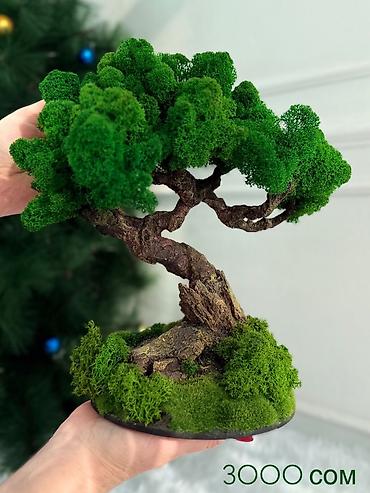 Другой декор и предметы интерьера: Декоративное дерево бонсай, выполненное из стабилизированного мха — 13