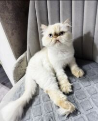 котенок в добрые руки: Персидская, Самка, В добрые руки, Самовывоз