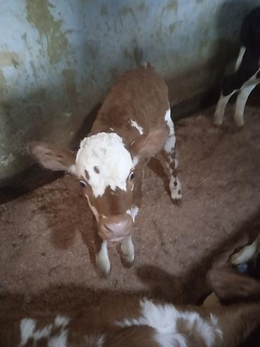 Dana, buzov: Dana, buzov, Dişi, ay: 1, Damazlıq, Ünvandan götürmə — 1