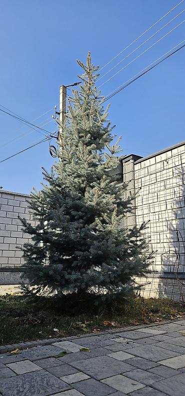 тарелочка для украшений: Ель голубая - Хвойные деревья с плотной конической кроной и — 3