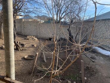 Həyət evləri və villaların satışı: 6 otaqlı, 140 kv. m — 11