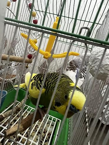 Qəfəslər: Salam Şəkillərdəki kimi tam komplekt: qəfəs + 2 yemlik + su qabı + 2 — 9