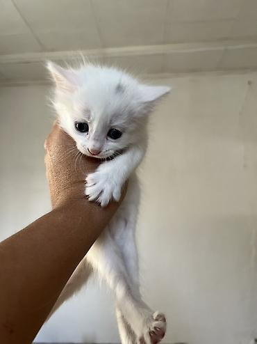 турецкая кошка: Котёнки с большими выразительными глазами. Короткая мягкая шерсть — 4