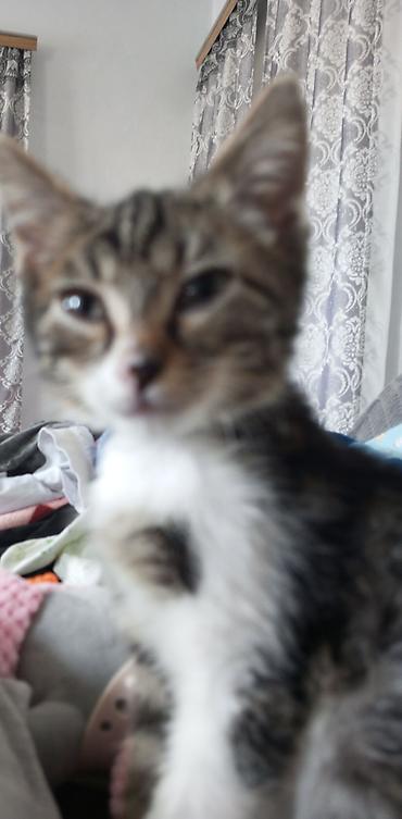котёнок в хорошие руки: Кошка даром: Беспородная, 3 месяца, Мальчик, Приучена к лотку — 1