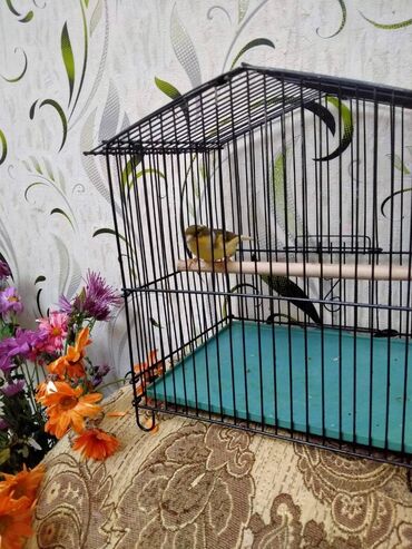 Bülbüllər: Salam. Bulbul satilir. 10 ayliqdi. Fevral ayinin qusudu. Oz qusumun -da lalafo.az — 7 Bülbüllər: Salam. Bulbul satilir. 10 ayliqdi. Fevral ayinin qusudu. Oz qusumun — 7