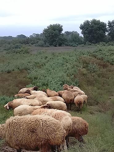 gəlincik heyvan qiyməti: Damazlıq qoyunlardı 14 baş 1 2 3 doğan qoyunlardı 1 ədəd qoş 4 dənə — 4