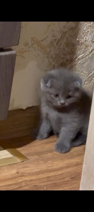 Кошки: Шотландская вислоухая — 5