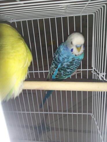 Tutuquşları: Cüt quşlar satılır qəfəslərlə bir yerdə ucuz qiymətə valnistiy — 5