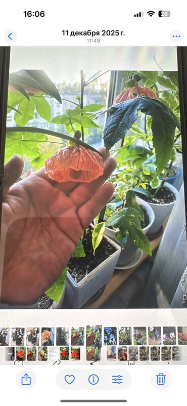 Другие комнатные растения: Гузмания абутилон оранжевый,каланхое розовый махровый,амазонская — 13