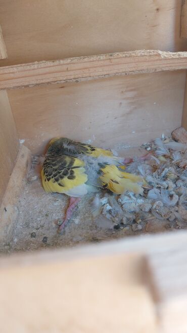 qəfəslər: Dalmatin (dalğalı) cinsinin evdə saxlanan tutuquşuları və qəfəs dəsti