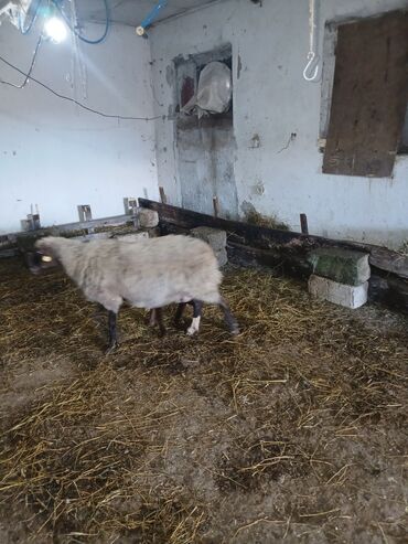 Qoyunlar, qoçlar: Ana bala 380man 3cu qarlndl dogur. bașqa bogaz heyvanlarlmda — 8