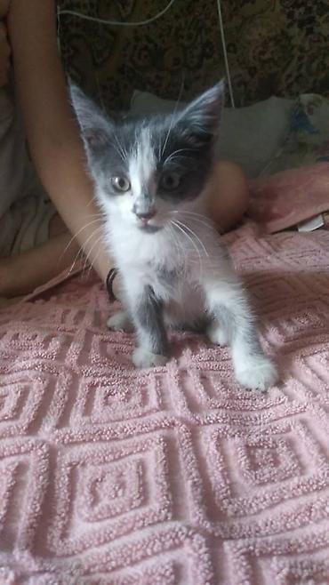 кошка манас: Кошка даром: Беспородная, 2 месяца, Девочка — 1
