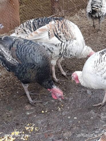 Индюки: Продаю | Индюк (самец) | Полукровка | На забой | Племенные — 6