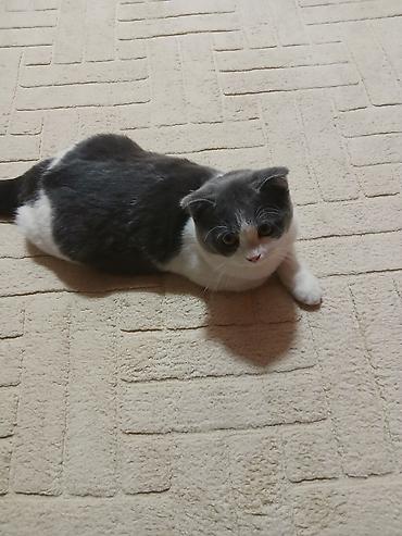 Кошки: Шотландская вислоухая кошка (Scottish Fold), окрас биколор — 7