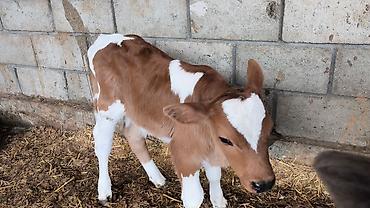 Коровы, быки: Продаю | Бык (самец) | Симментальская | Для разведения — 2