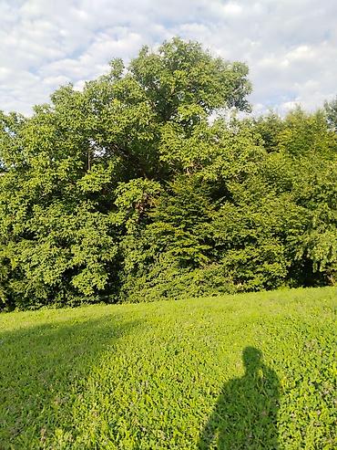 Torpaq sahələrinin satışı: 92 sot, Biznes üçün, Mülkiyyətçi, Kupça (Çıxarış), Bələdiyyə, Müqavilə — 9