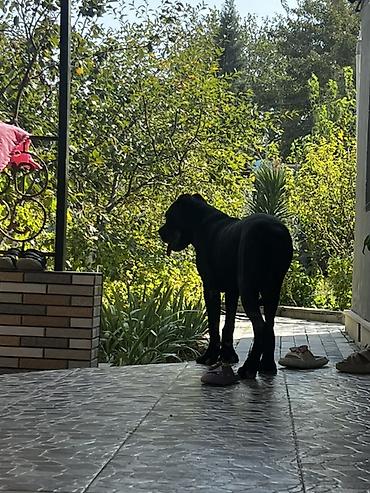 heyvan ve insan seksi: 6 ay, Erkək, Peyvəndli — 4