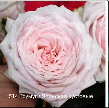 Rose saplings: Кустовые розы — сорта: - Э Шропшир Эд (№534): густомахровые — 15