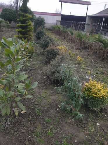 Çöl bitkiləri: Hedc üçün həmişəyaşıl dekorativ kollar boyu 100 və cm120 3azn — 12