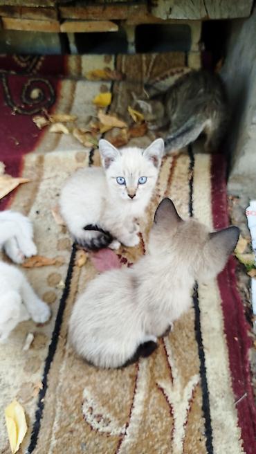 котята простые: Отдам котят бесплатно в хорошие руки — 1