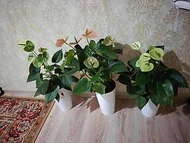 микориза купить: Комнатные растения в декоративных кашпо 1) Антуриумы (Anthurium) - — 2