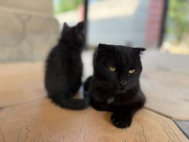 простые птички: Черные кошки (взрослая и котенок) с короткой шерстью. Взрослая кошка — — 1