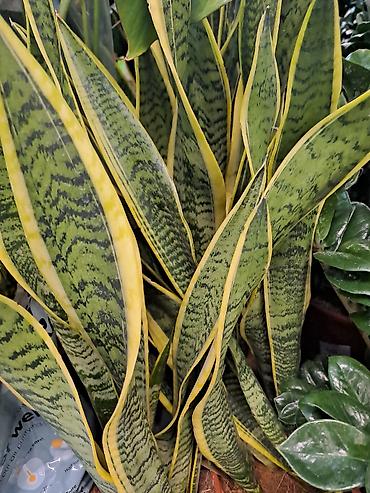 Ostale kućne biljke: Filadendron, velika biljka sa prve slike je 1000, Chlorophytum sa — 9