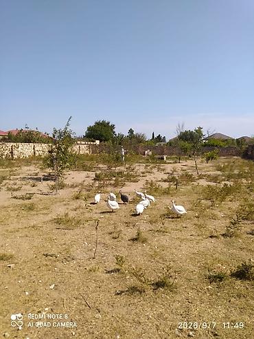 ev heyvanları: Firengler 25 manat 1 il 2 ayliq yumurtuyurlar(metroya catirma var — 3