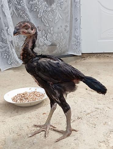 heyrati gence: Xoruz, Heyratı, il: 1, Ödənişli çatdırılma — 8