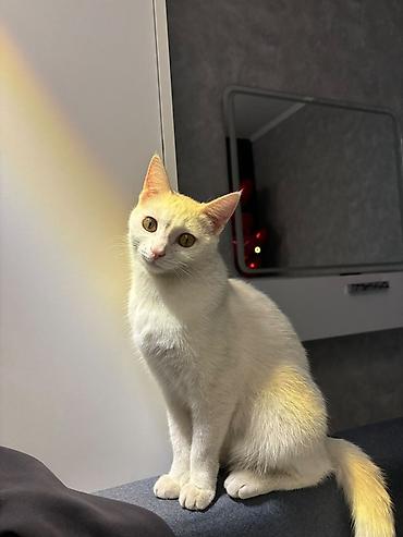 Отдам даром кошку: Кошка даром: Беспородная, 3 года, Мальчик, Кастрирована, Приучена к лотку, Проглистована — 1