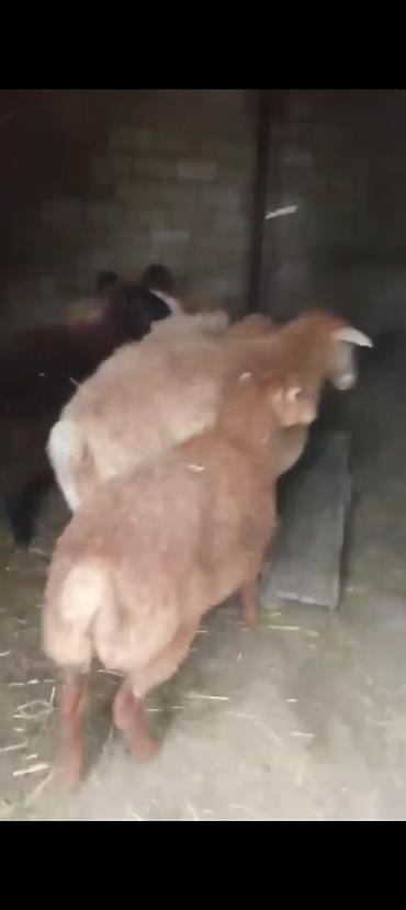 Другие с/х животные: Ana bala qoyun təzədən boğaz di dişi balası var real alıcıya endirim — 4