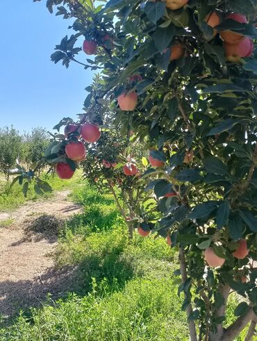 Продажа участков: 59 соток, Для строительства, Красная книга, Тех паспорт — 9