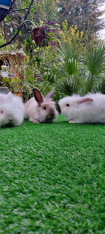 bala pişik pulsuz: Angora tipli uzun tüklü dekorativ dovşanlar - Növ: Uzun tüklü (angora — 3