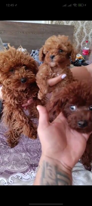 İtlər: Pudel, 3 ay, Erkek, Peyvəndli, Ünvandan götürmə — 16