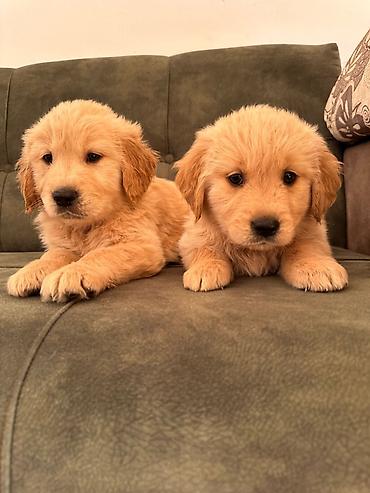 İtlər: Labrador-retriver, 1 ay, Erkek — 13