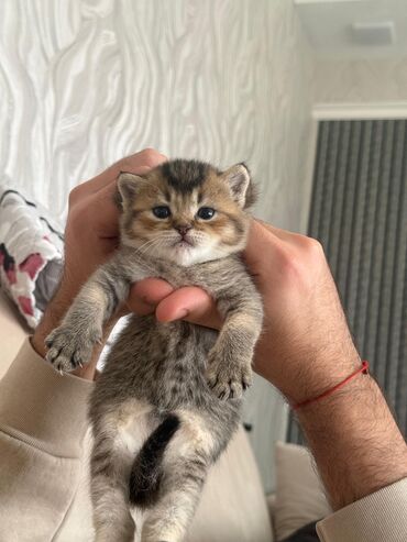 Pişiklər: Şotland yastı qulaq — 19