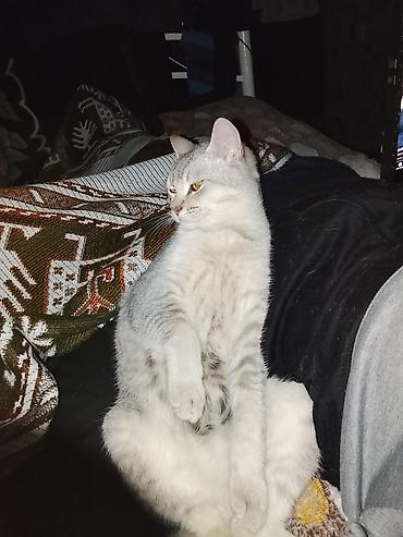 Pişiklər: Erkək — 4